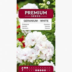 Pelargonia biała - 11 nasion