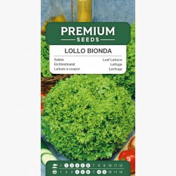 Sałata liściowa karbowana - Lollo Bionda - 1200 nasion