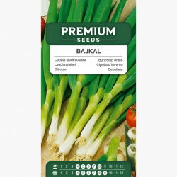 Cebula siedmiolatka Bajkal - 500 nasion