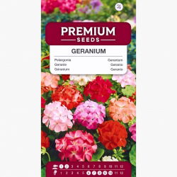 Pelargonia - mix kolorów - 10 nasion