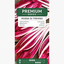 Cykoria liściowa - Rossa di Treviso - 720 nasion