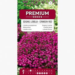 Lobelia przylądkowa karminowo-czerwona - Stroiczka - 3200 nasion