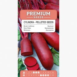 Burak ćwikłowy Cylindra – nasiona otoczkowane - 100 nasion