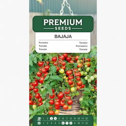 Pomidor Bajaja - niski, balkonowy, typ cherry, o przewieszających się pędach