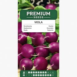 Rzodkiewka Viola - żywy, fioletowy kolor skórki - 425 nasion