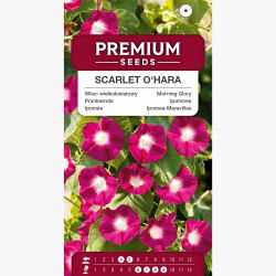 Powój, wilec Scarlet O'Hara