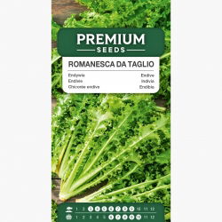Endywia Romanesca Da Taglio