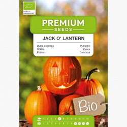 BIO Dynia zwyczajna Jack O' Lantern - Certyfikowane nasiona ekologiczne