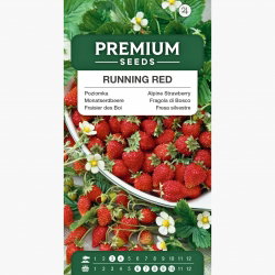 Poziomka Running Red - obficie owocująca, pędy do 1,5 metra
