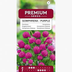 Gomfrena - purpurowa - idealna do suszenia