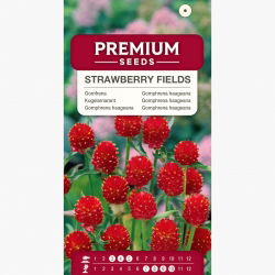 Gomfrena - Strawberry Fields - idealna do suszenia