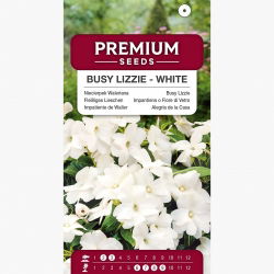 Niecierpek Waleriana - biały