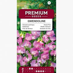 Groszek pachnący Gwendoline