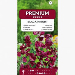 Groszek pachnący Black Knight