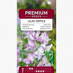 Groszek pachnący Lilac Ripple