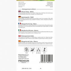Osteospermum białe - 35 nasion