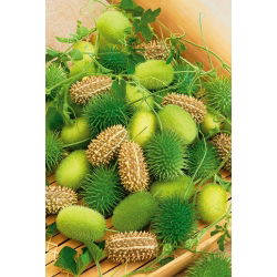 Ogórek ozdobny - 54 nasion