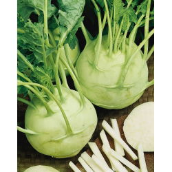 Kalarepa Gigant - duże opakowanie - 50 gram