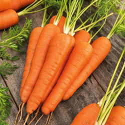 Marchew Koral - późna, do długiego przechowywania - duże opakowanie - 500 gram