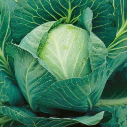 Kapusta głowiasta biała Langedijker Dauer - odporna na pękanie, jasnozielona - duże opakowanie - 50 gram