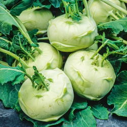 Kalarepa Di Vienna bianco - duże opakowanie - 50 gram