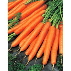 Marchew Olympus - późna, typ Flakkee - 50 gram