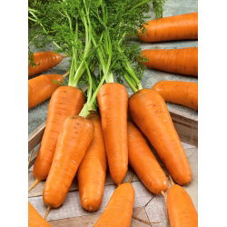 Marchew Chantenay - bardzo wczesna - 50 gram