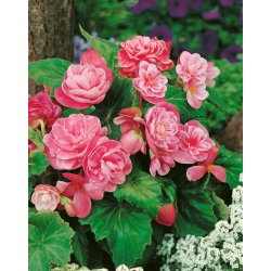 Begonia - Camellia - różowo-biała - GIGA paczka! - 100 szt.