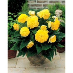 Begonia strzępiasta - żółta - GIGA paczka! - 100 szt.
