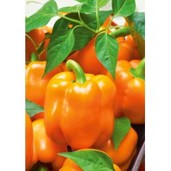 Papryka Rewia - słodka - 100 nasion