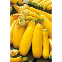 Cukinia Goldena - 100 gram