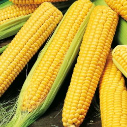 Kukurydza cukrowa Golden Bantam - duże opakowanie - 500 gram