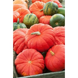 Dynia olbrzymia Rouge vif d'Etampes - duże, spłaszczone, żebrowane owoce - 100 gram
