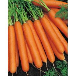 Marchew Nantes 3 - średnio wczesna - duże opakowanie - 500 gram