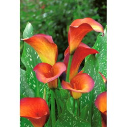 Calla Flame - GIGA paczka! - 50 cebulek
