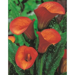 Calla Flame - GIGA paczka! - 50 cebulek