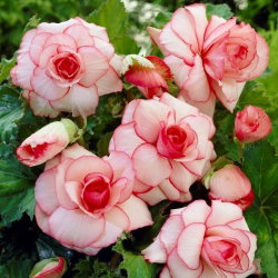 Begonia - Picotee White - biało-różowa - GIGA paczka! - 100 szt.