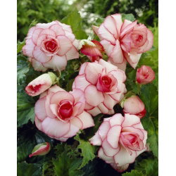 Begonia - Picotee White - biało-różowa - GIGA paczka! - 100 szt.