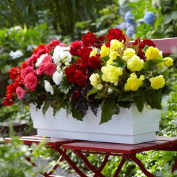 Begonia wielokwiatowa - Multiflora Maxima - mix kolorów - duża paczka! - 20 szt.