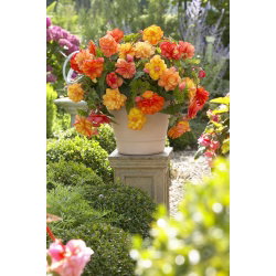 Begonia - Golden Balcony - kwiaty o ciepłych odcieniach - GIGA paczka! - 100 szt.