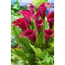 Calla Saigon - GIGA paczka! - 50 cebulek