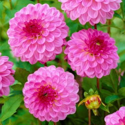 Dalia - Lenny's Dream - GIGA paczka! - 50 szt.