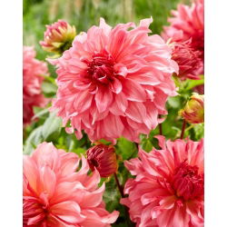 Dalia - Islander - GIGA paczka! - 50 szt.