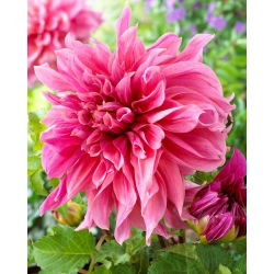 Dalia - Myrtle's Folly - GIGA paczka! - 50 szt.