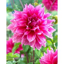 Dalia - Emory Paul - GIGA paczka! - 50 szt.