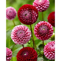 Dalia - Chick a Dee US - GIGA paczka! - 50 szt.