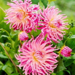 Dalia - Star's Favourite - GIGA paczka! - 50 szt.