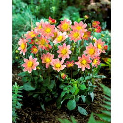 Dalia - Topmix Salmon - GIGA paczka! - 50 szt.