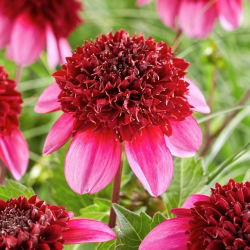 Dalia - Poodle Skirt - GIGA paczka! - 50 szt.