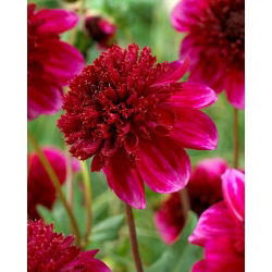 Dalia - Rock Star - GIGA paczka! - 50 szt.